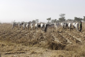 Herdsman in the field in Maraban Dare community, Plateau state, 07/02/2024