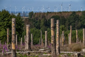 Cleared forest in the Eggegebirge, near Lichtenau, Paderborn district, site of a spruce forest that