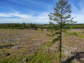 Cleared forest in the Eggegebirge, near Lichtenau, Paderborn district, site of a spruce forest that