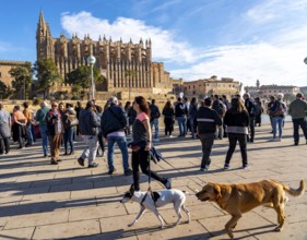 Palma de Majorca, Bay of Palma, the Cathedral of St Mary, group of tourists, from a cruise ship,