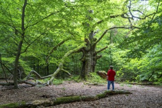 The Sababurg primeval forest, or primeval forest in the Reinhardswald, is a 95-hectare biotope