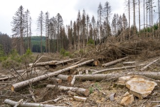 Forest dieback in the Arnsberg Forest nature park Park, over 70 per cent of the spruce trees are