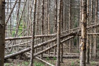 Forest dieback in the Arnsberg Forest nature park Park, over 70 per cent of the spruce trees are