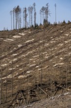 Cleared forest area north of the village of Öventrop, district of Arnsberg, dead spruce stands were