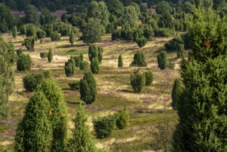 Flowering heath, heather and juniper bushes, near Wilseder Berg, in the Lüneburg Heath nature