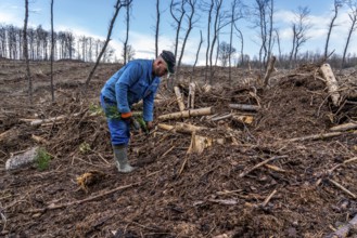 Reforestation in the Arnsberg Forest near Warstein-Sichtigvor, Soest district, forestry workers