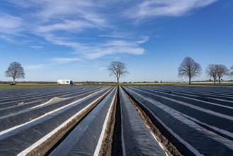 Agriculture on the Lower Rhine, early season, asparagus cultivation in spring, under plastic