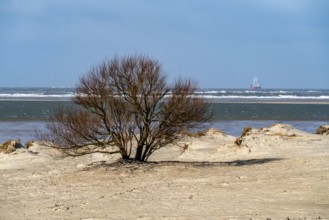 Dune landscape, tree, wind fugitive, in the west of Borkum, island, East Frisia, winter, season,