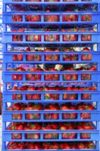 Freshly harvested strawberries, packed in boxes and crates for the consumer, strawberry cultivation