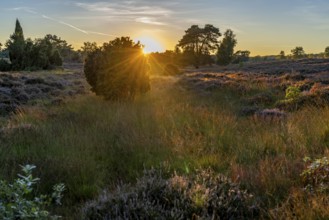 Westruper Heide, in the Hohe Mark Westmünsterland nature park Park, near Haltern am See, heather