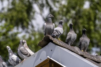 Carrier pigeons, on a pigeon loft, pigeon fancier, Mülheim, North Rhine-Westphalia, Germany, Europe