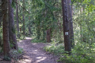 Cycling and hiking trail on the eastern shore of Lake Wigry in the Wigry National Park in northern