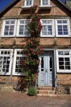 Europe, Germany, Mecklenburg-Western Pomerania, Bützow, half-timbered house with hollyhocks,