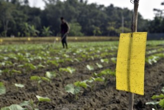 Farmer installs a yellow sticky card to control insects in an organic farm in a village in the