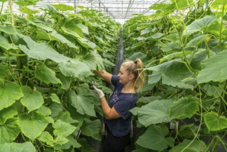 Cultivation of mini cucumbers, snack cucumbers, in a greenhouse, near Straelen, North