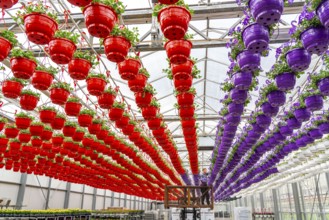 Horticultural business, flower pots, so-called petunia ampel, grow in a greenhouse, under the glass