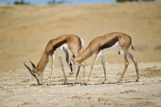 Springboks (Antidorcas marsupialis), standing in the dessert, captive, distribution Africa