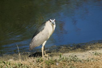 Black-crowned night heron (Nycticorax nycticorax) standing beside the water, Camargue, France,