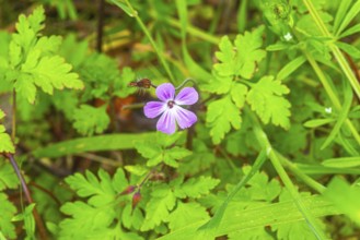 Ruprechtskraut (Geranium robertianum), Stinking Cranesbill, close-up, nature photograph, landscape