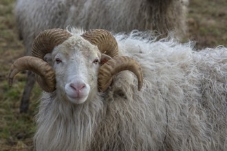 Portrait of a male moorland snook with horn (Ovis aries), Rehna, Mecklenburg-Western Pomerania,