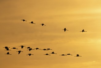 Silhouetten von Vögeln fliegen am orangefarbenen Himmel eines Sonnenuntergangs, Kraniche auf dem