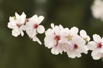 Almond tree (Prunus dulcis, Prunus amygdalus), blossoms, Hessische Bergstrasse, Hesse, Germany,