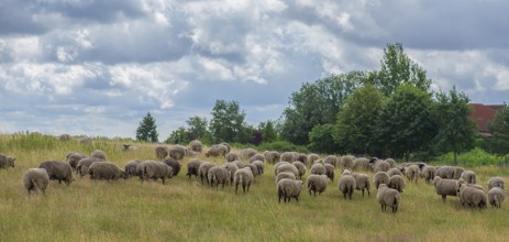 Black-headed domestic sheep (Ovis gmelini aries) grazing in a nature reserve, Mecklenburg-Western