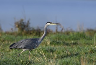 Grey heron (Ardea cinerea) hunting in a meadow, Lower Rhine, North Rhine-Westphalia, Germany,