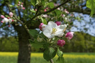 Apple tree, apple tree (Malus domestica), in blossom, Hesse, Germany, Europe