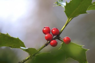 Holly (Ilex aquifolium), February, Germany, Europe