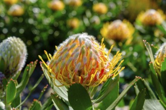 Leucospermum cordifolium (Protea Leucospermum cordifolium), flower, flowering, silver tree plant,