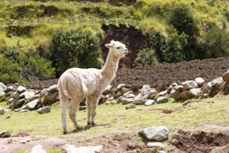 Alpaca (Vicugna pacos) in a meadow in the Andean highlands, Combapata district, Canchis province,