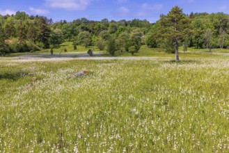 Landscape view at a wet meadow with flowering Broad leaved cotton grass (Eriophorum latifolium) in