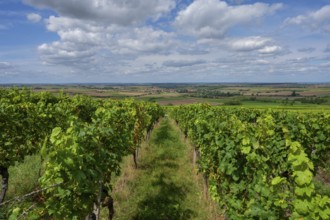Vineyards with a view of the Lower Franconian wine country, Hüttenbach, Lower Franconia, Bavaria,