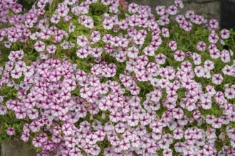 Petunias (Petunia) Bavaria, Germany, Europe