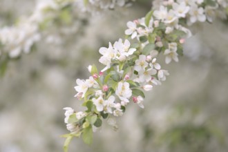 Apple blossom branch with white open flowers and yellow stamens, few closed flowers in pink, green