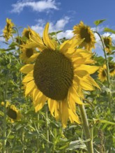 Common sunflower (Helianthus annuus) has flower with yellow petals open in front of blue sky with