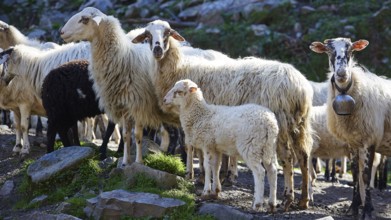 A flock of sheep including a lamb standing on rocky ground, some have bells around their necks,