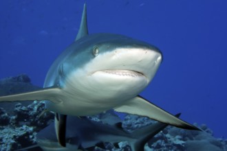 Close-up of Grey reef shark (Carcharhinus amblyrhynchos) swimming towards viewer has mouth slightly