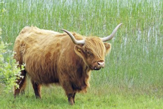 Brown Highland cow standing in a meadow in front of tall reed grass, Mull, Inner Hebrides,