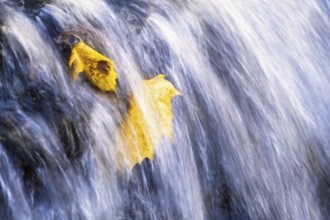 Maple leaf with autumn colors in a waterfall with flowing water