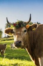 Cow decorated with flowers, cattle drive, Münstertal, Southern Black Forest, Black Forest,