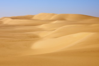 Gentle sand dunes stretch out under a clear blue sky, Matruh, Great Sand Sea, Libyan Desert,