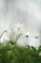 Wood anemone (Anemone nemorosa), Germany, Europe