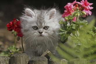 Persian cat, long-haired cat