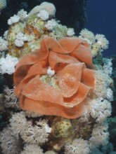 Spawn of Spanish Dancer (Hexabranchus sanguineus), Dive Site House Reef, Mangrove Bay, El Quesir,