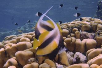 Red sea bannerfish (Heniochus intermedius) over stony corals, House Reef dive site, Mangrove Bay,