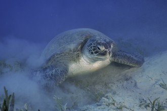 Green turtle (Chelonia mydas) lying on the bottom, stirring up sand, dive site Marsa Shona Reef,