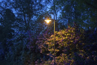 Street lamp, street lighting at night with yellow glow, atmospherically illuminated hedge, violet,