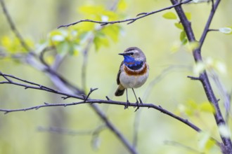 Red-throated Bluethroat or Tundra Bluethroat (Luscinia svecica), adult male sitting on a branch,